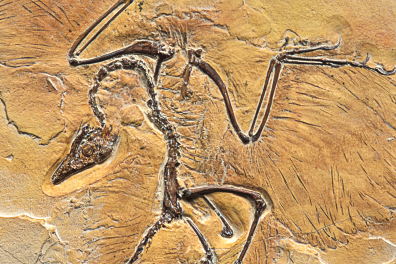 Archaeopteryx (animal entier) - Jurassique supérieur (Solnhofen, Bavière, Allemagne)